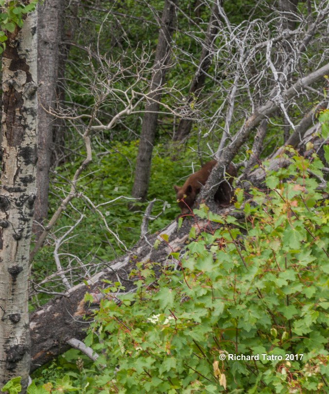GNP East Glacier-1-4
