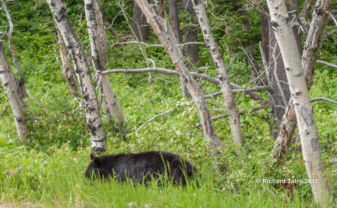 GNP East Glacier-1-5