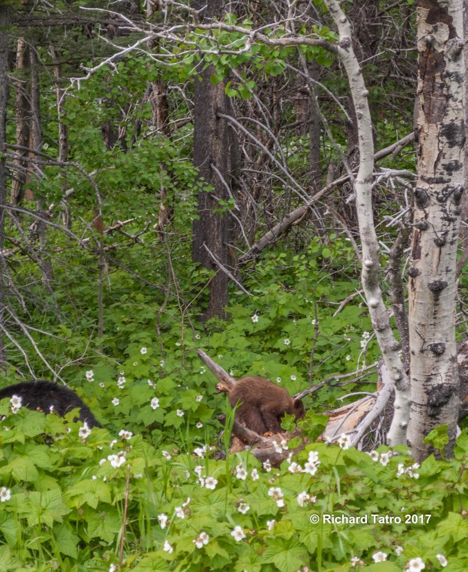GNP East Glacier-1-6