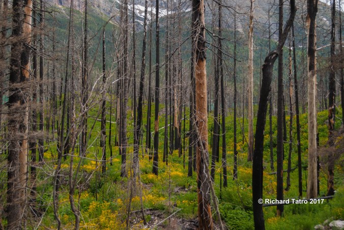 GNP East Glacier-1-7