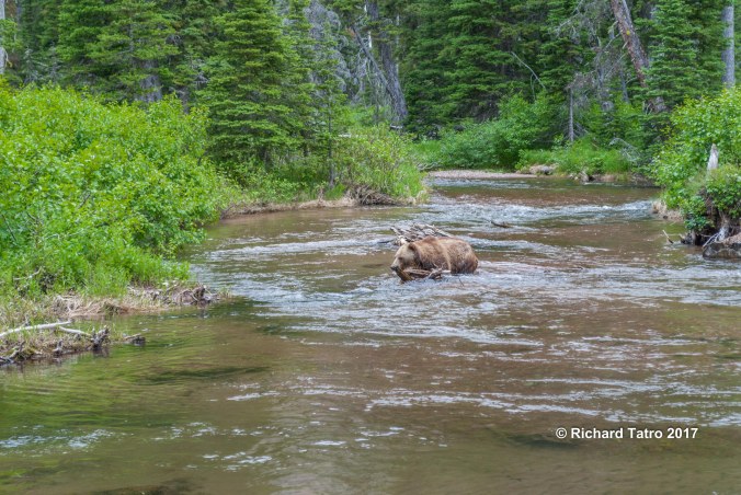GNP Grizzly Bear-1-2