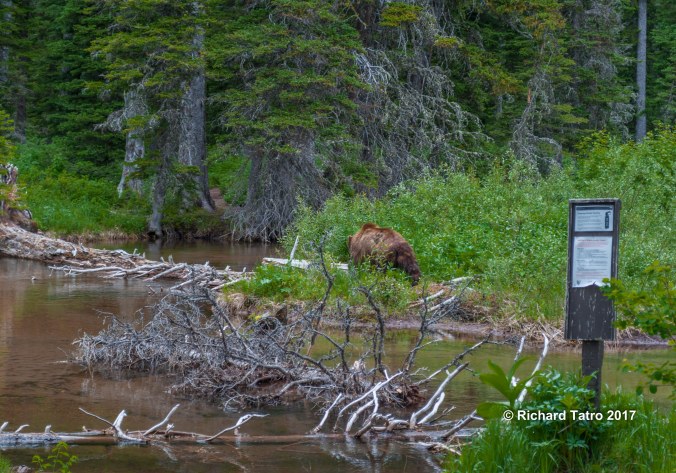 GNP Grizzly Bear-1-3