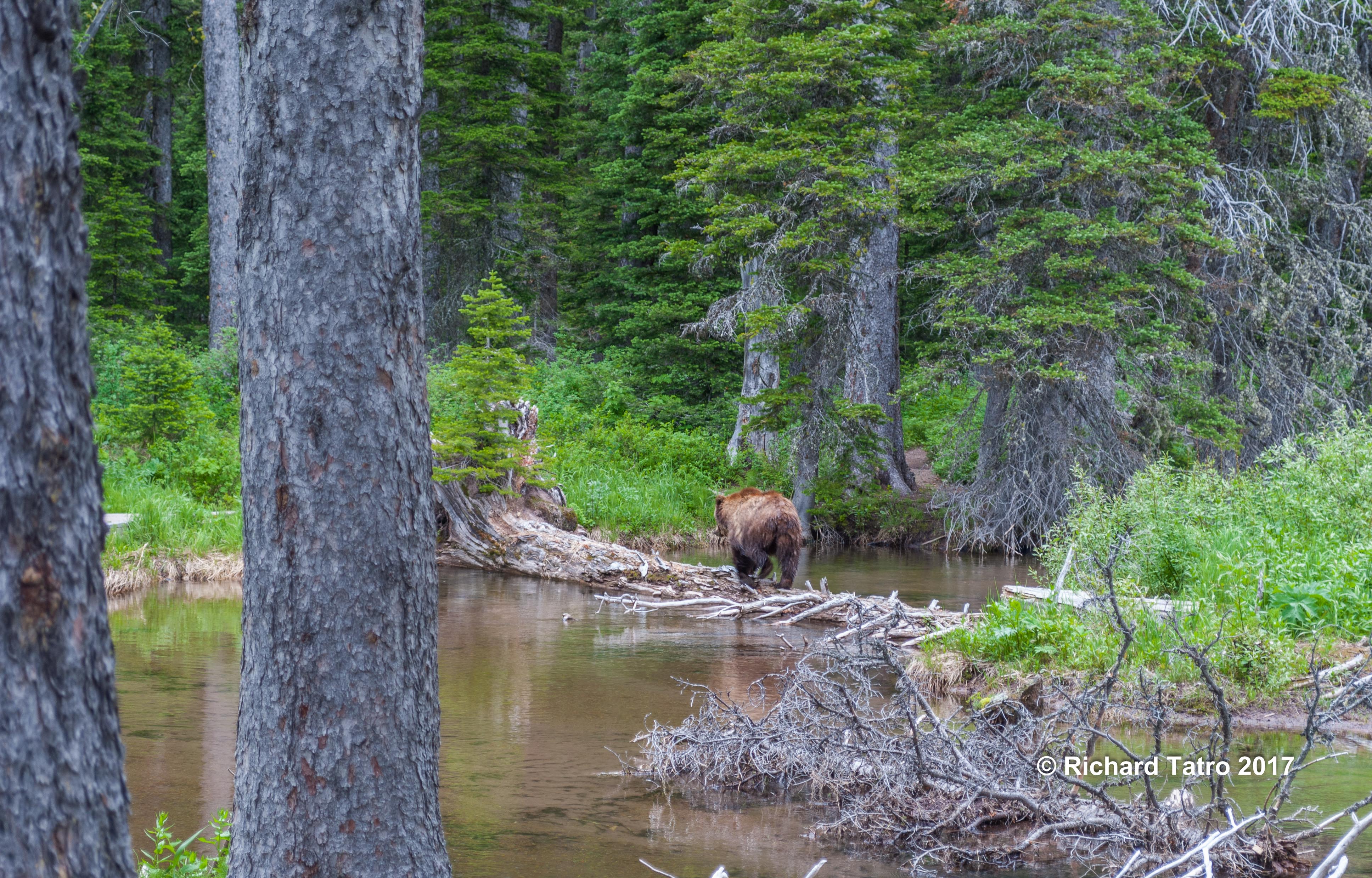 GNP Grizzly Bear-1-4