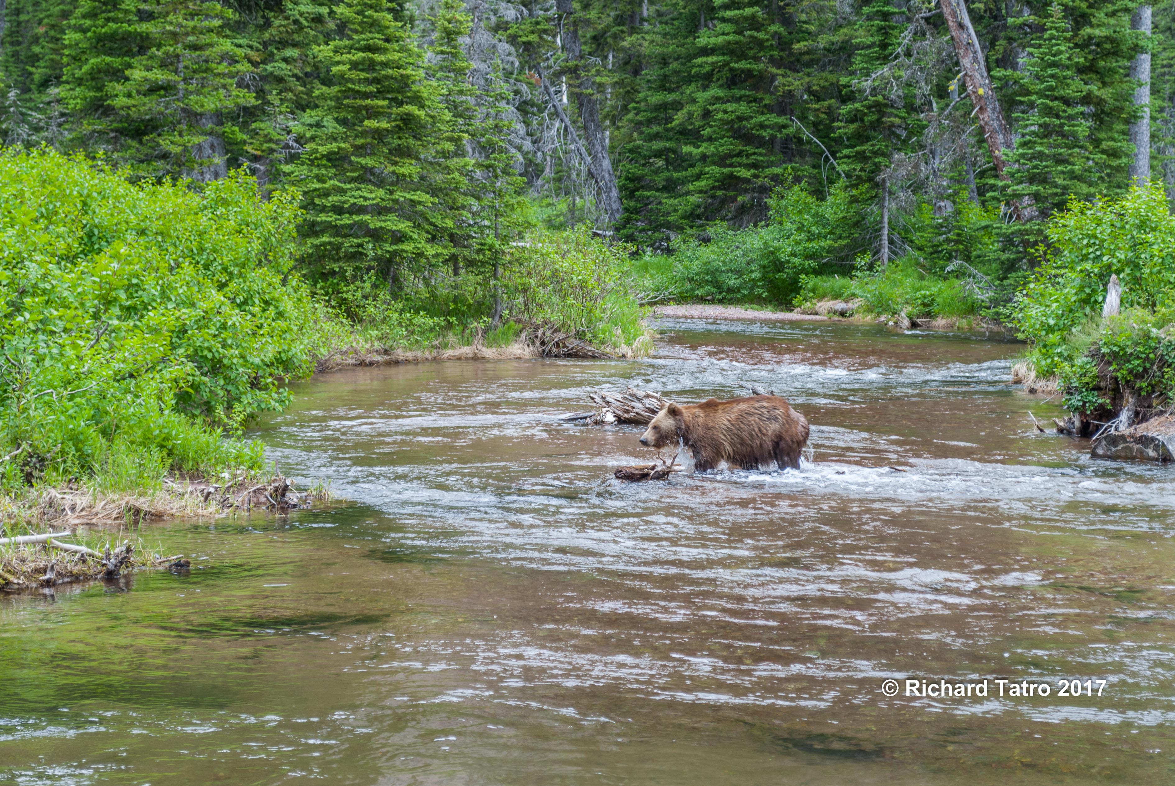 GNP Grizzly Bear-1