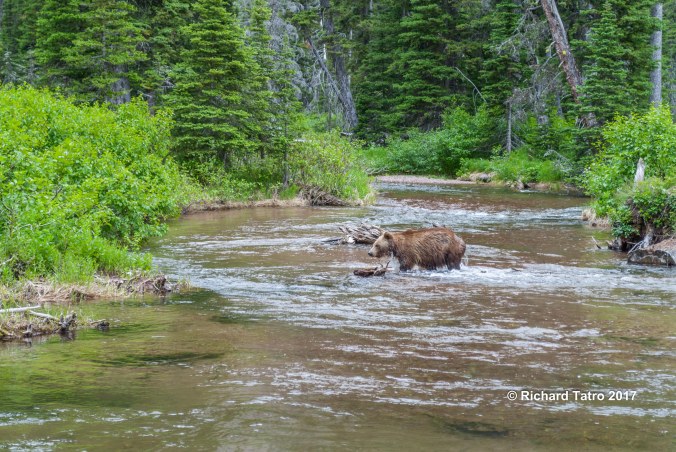 GNP Grizzly Bear-1