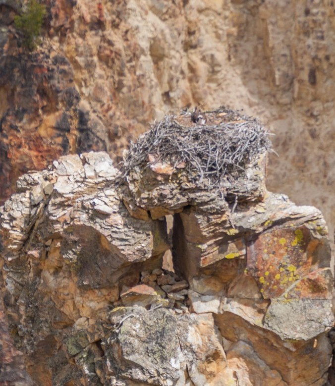 Osprey nest-1