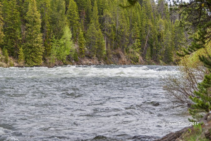 YNP LeHardys Rapids-1-3