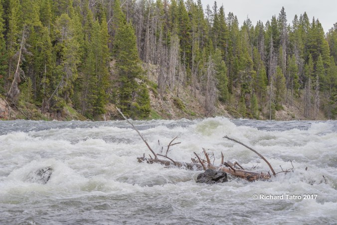 YNP LeHardys Rapids-1