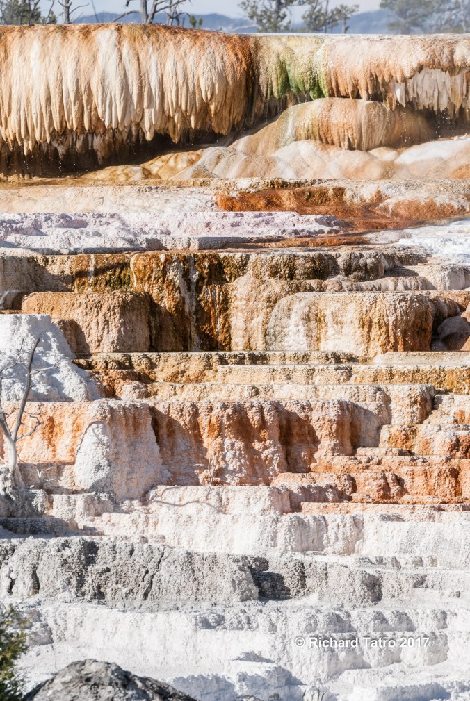 YNP Mammoth Hot Springs-1-3