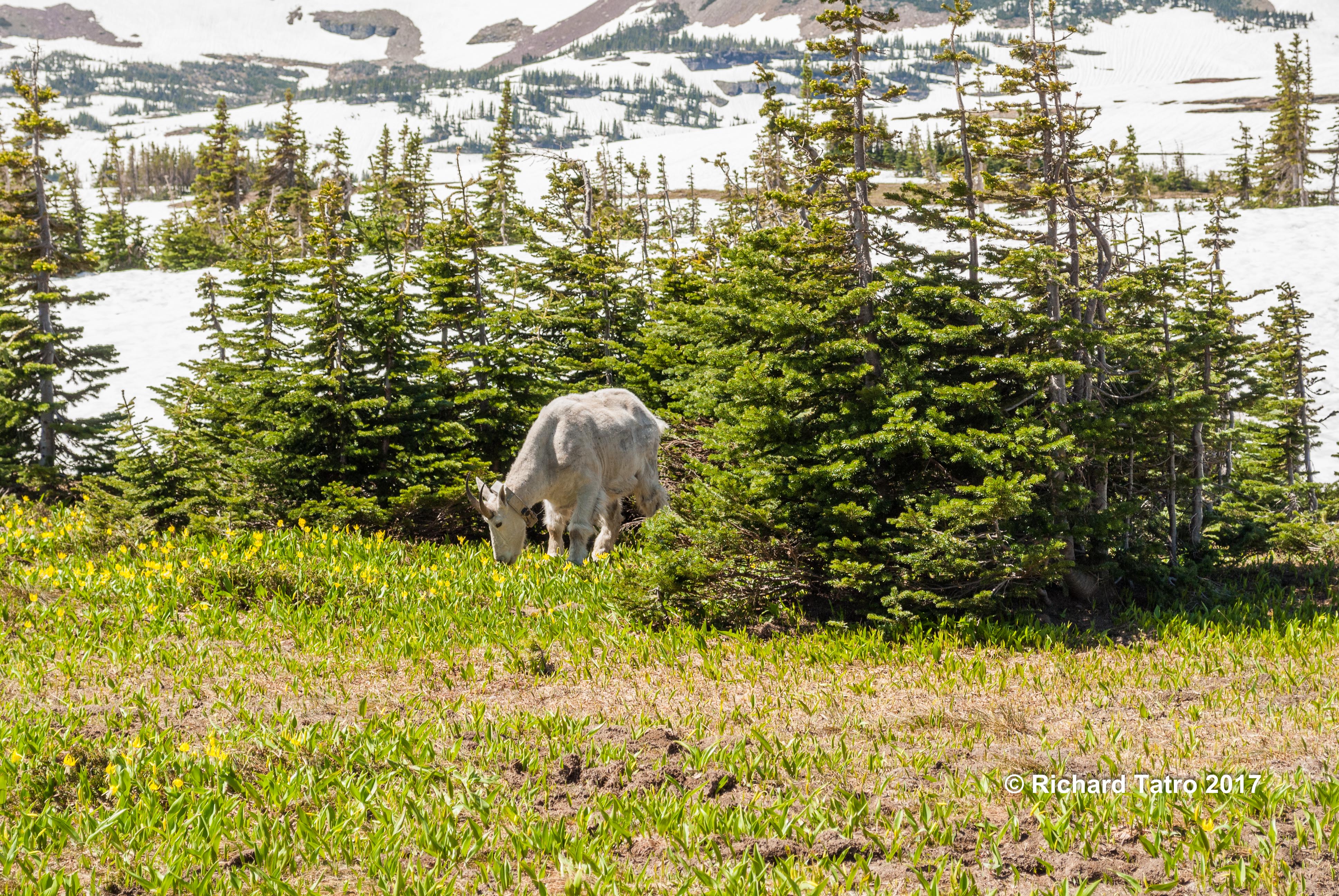 Hidden Lake Trail GNP -1
