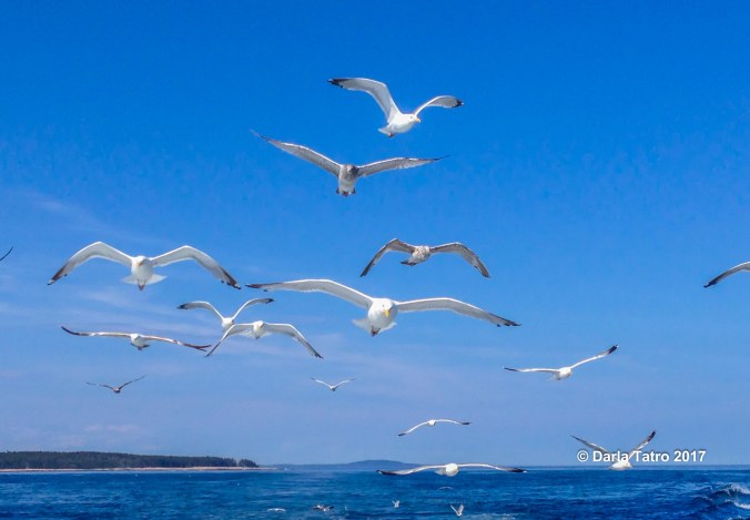 Maine Fishing Trip-1-2