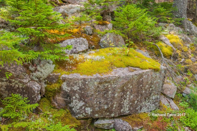 Maine Hadlock Brook Trail-1-3