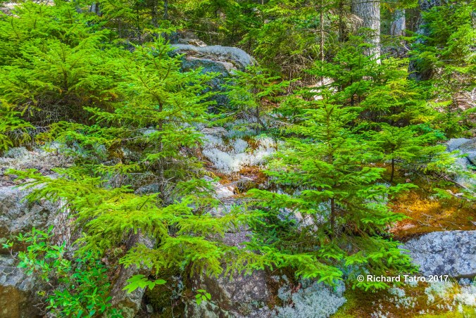Maine Hadlock Brook Trail-1-4