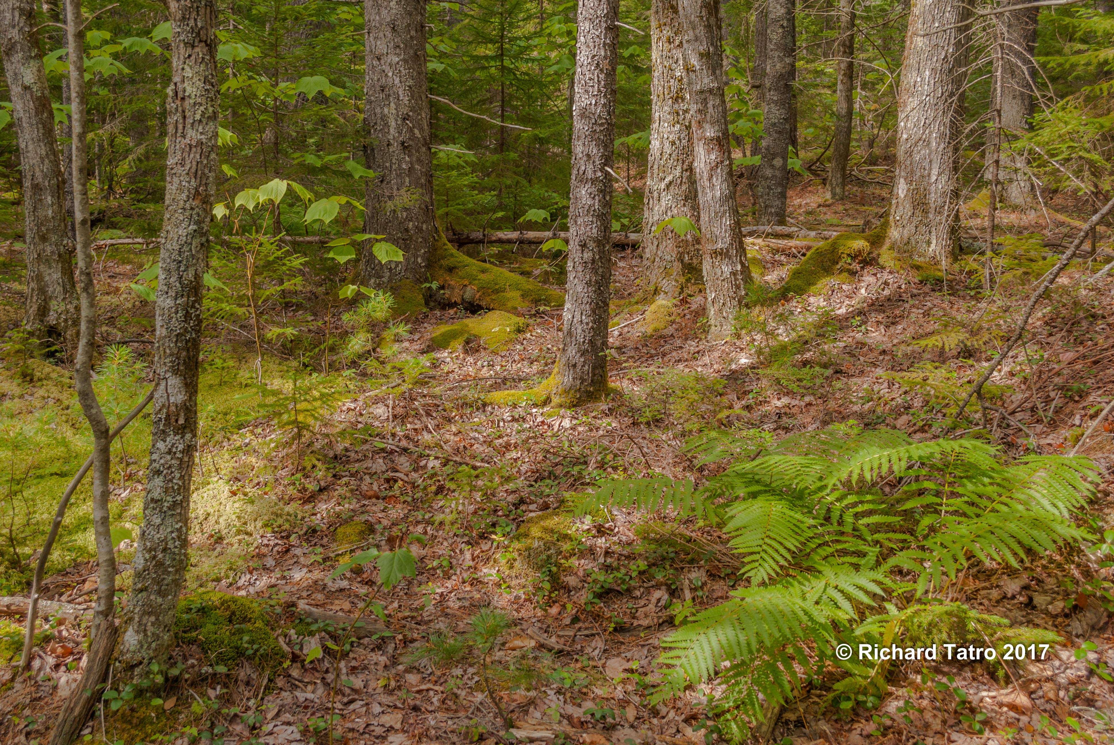 Maine Hadlock Brook Trail-1