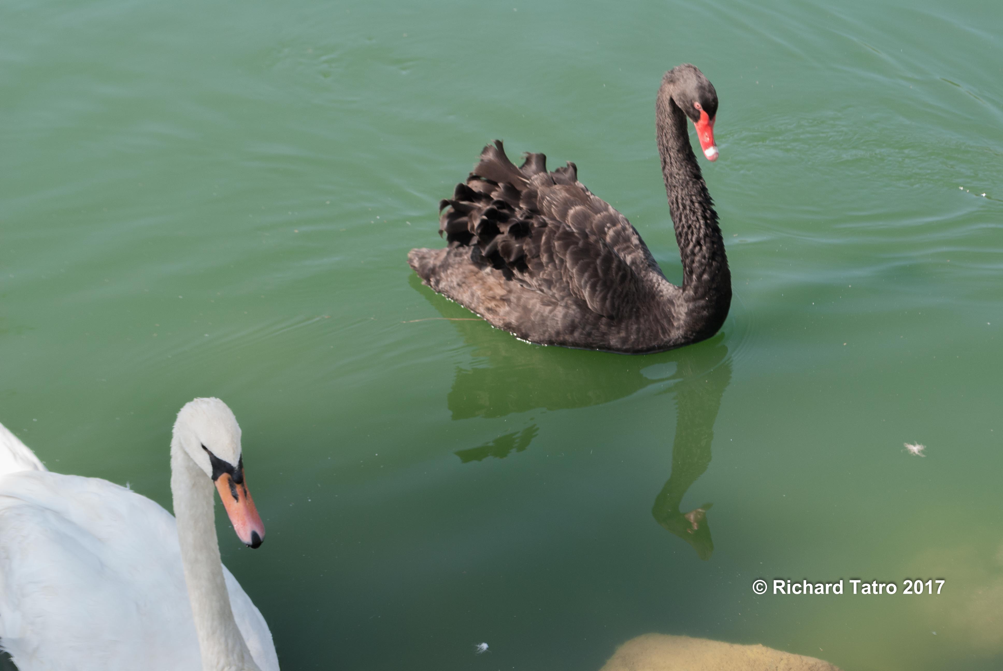 Tennessee around the pond-1-5