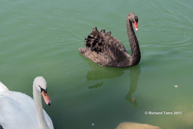 Tennessee around the pond-1-5