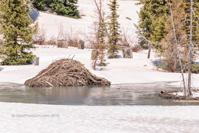 Beaver Den with snow melting around it.