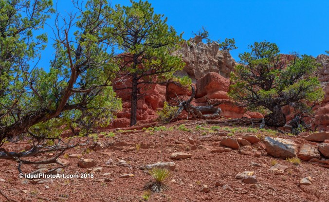 Red Canyon Landscape-1