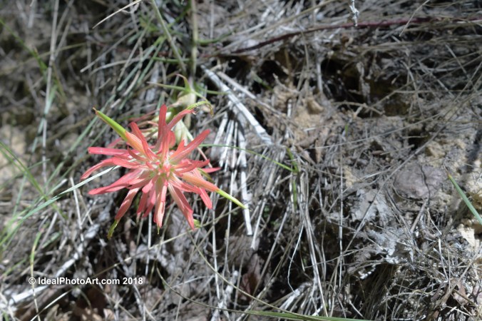 Wid Flower at Calf Creek Falls