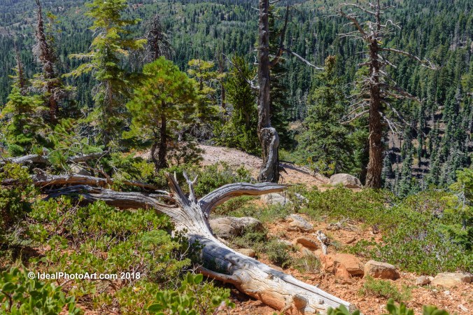 Hiking Cascade Falls Trail.