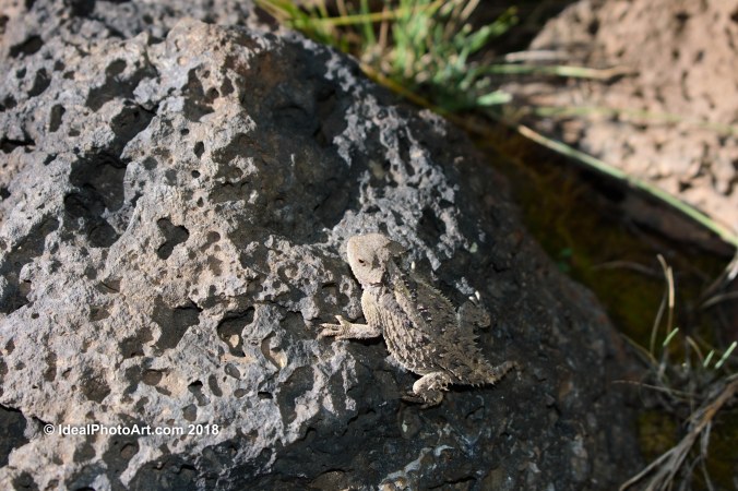 Duck Creek Mammoth Caves-1