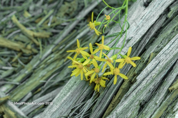Duck Creek Mammoth Caves-2