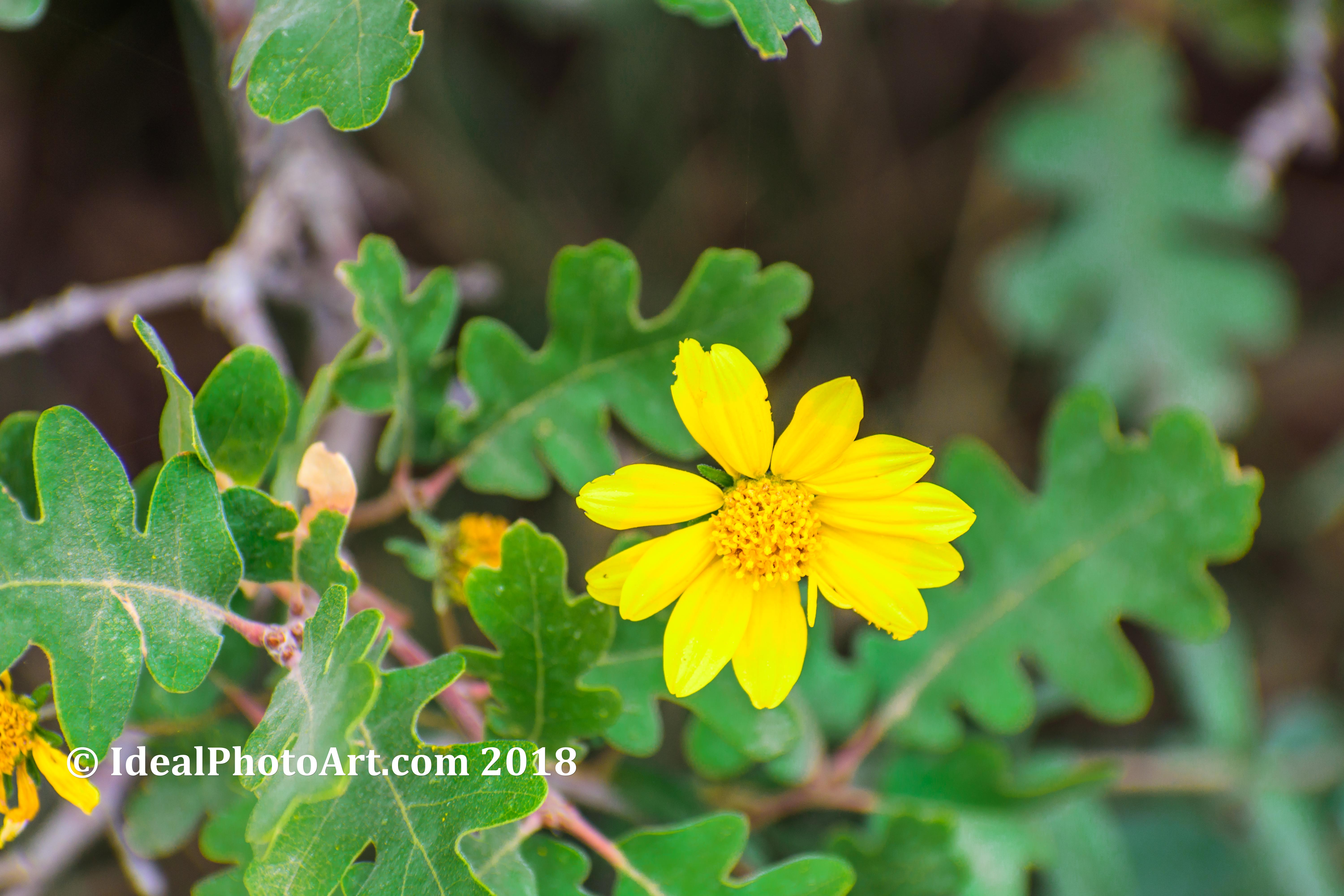 Golden Yellow Brittle Bush flowers at the North Rim of the Grand