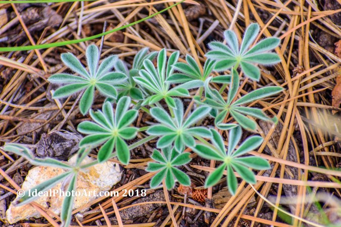 Ground Cover North Rim of the Grand Canyon.