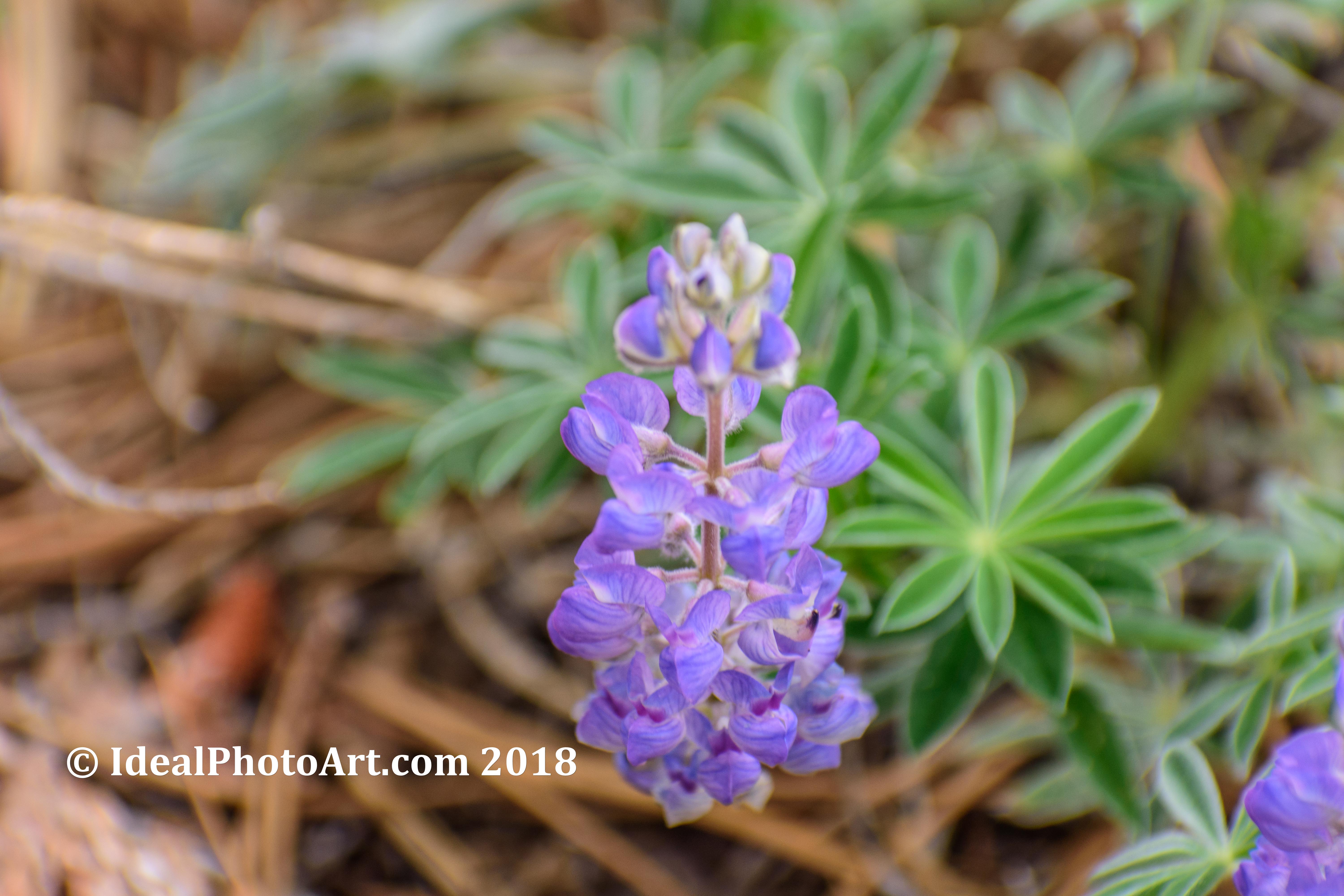 Flower at North Rim of the Grand Canyon.