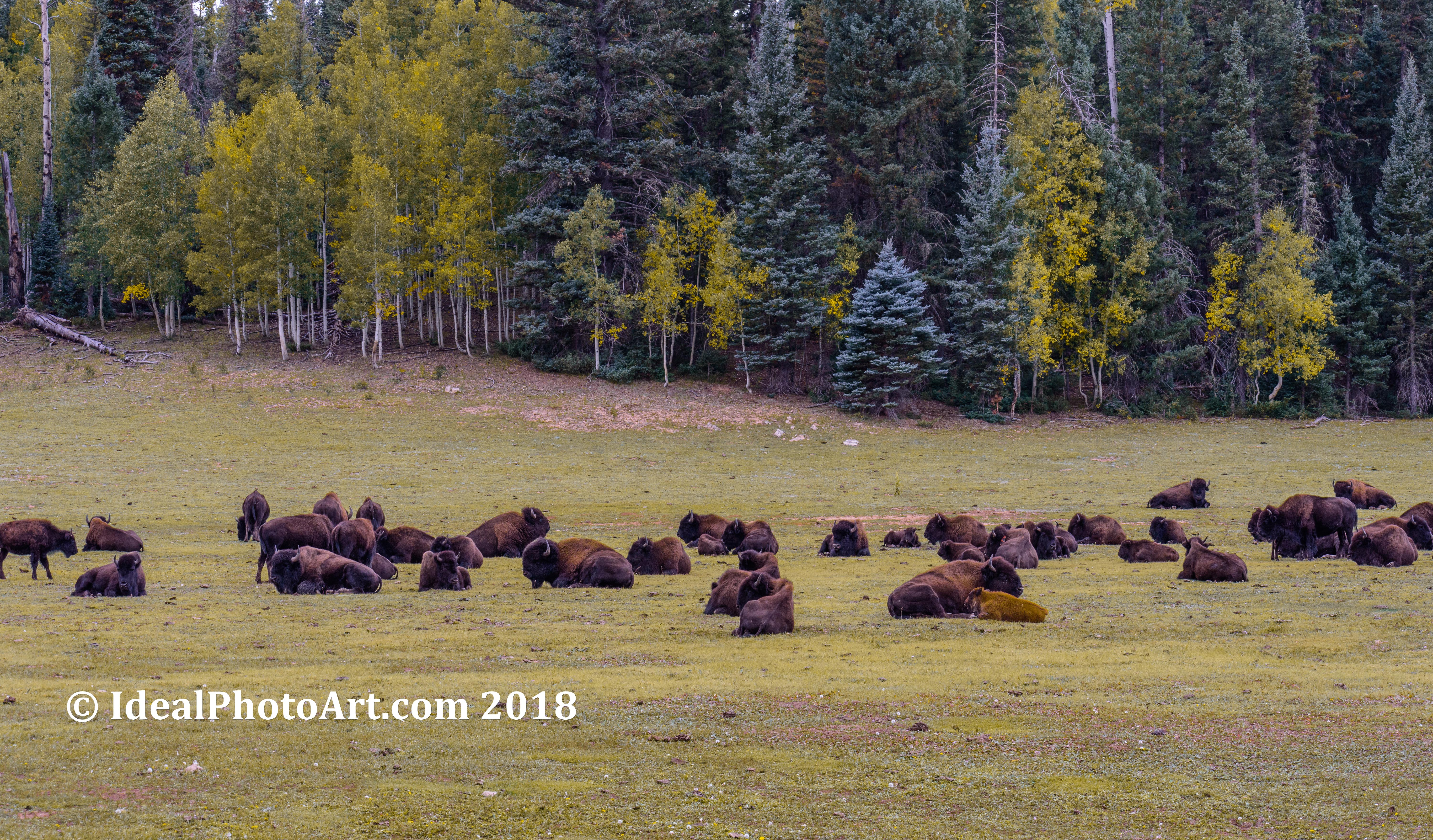 Herd of Bison resting in the meadow.