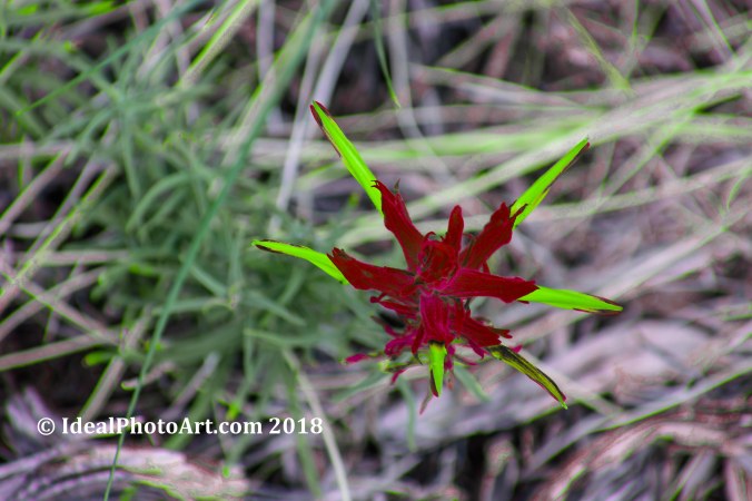 Star Flower North Rim Grand Canyon.