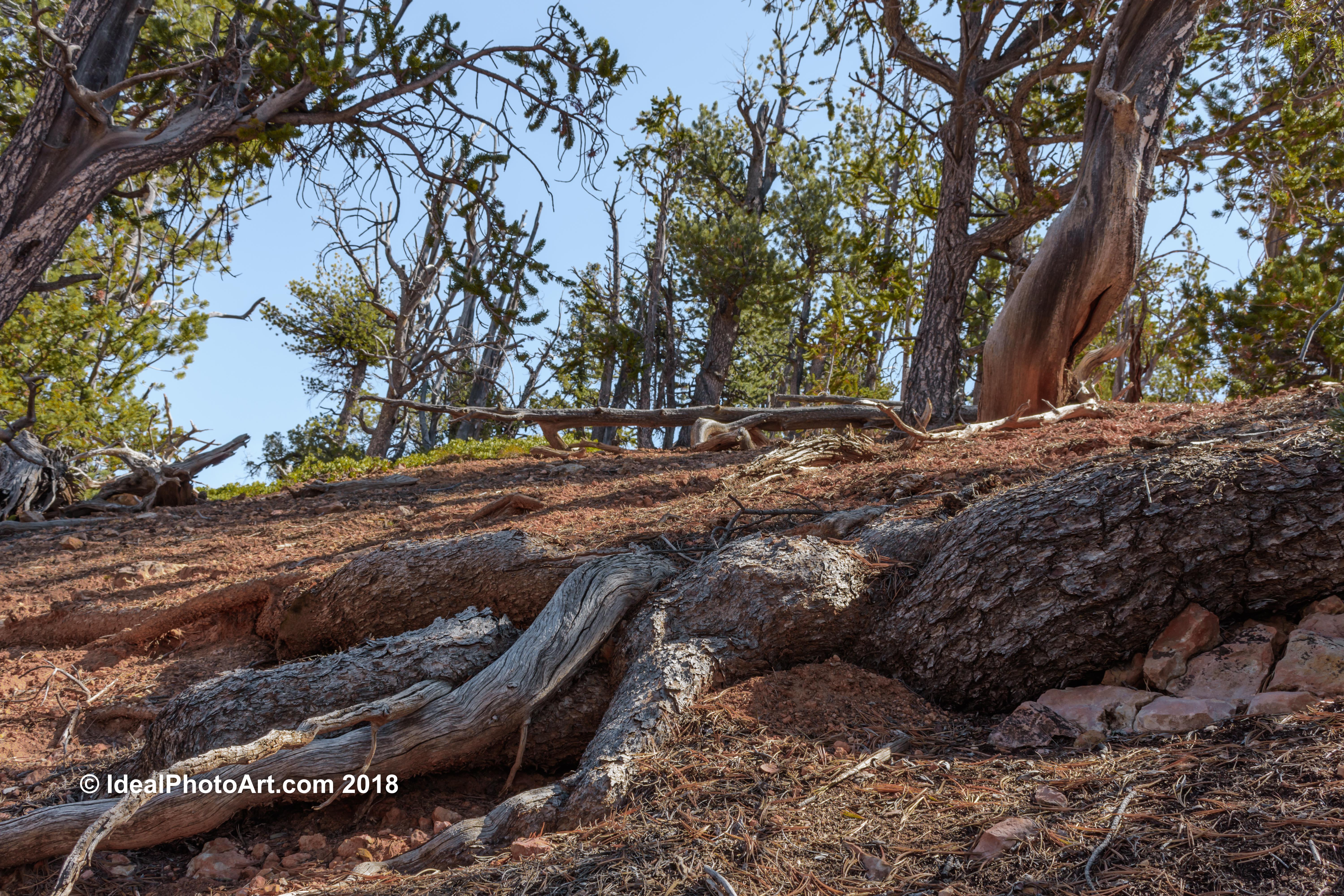Hiking the Tunnel Trail Red Canyon Utah USA