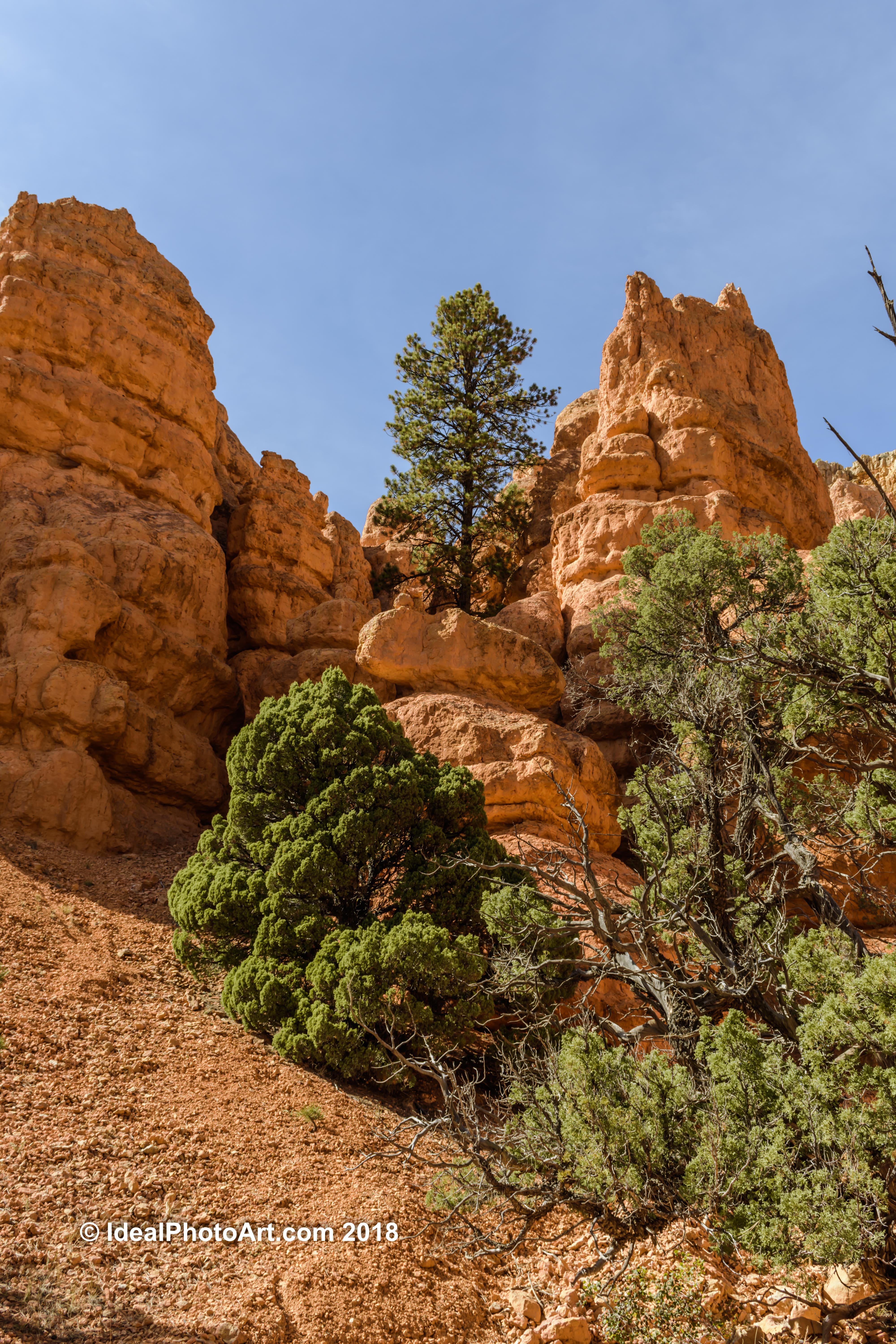 Hoodoo's along the Photo Trail, Red Canyon, Utah USA