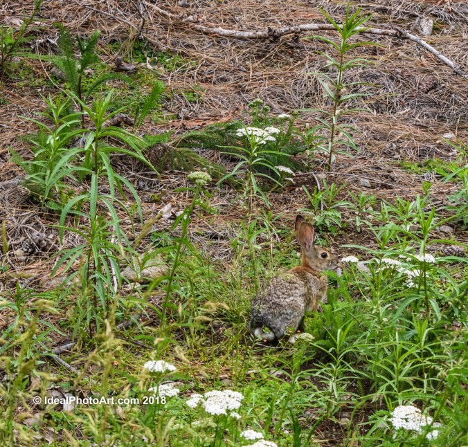 Cotton Tail Rabbit in the grass.