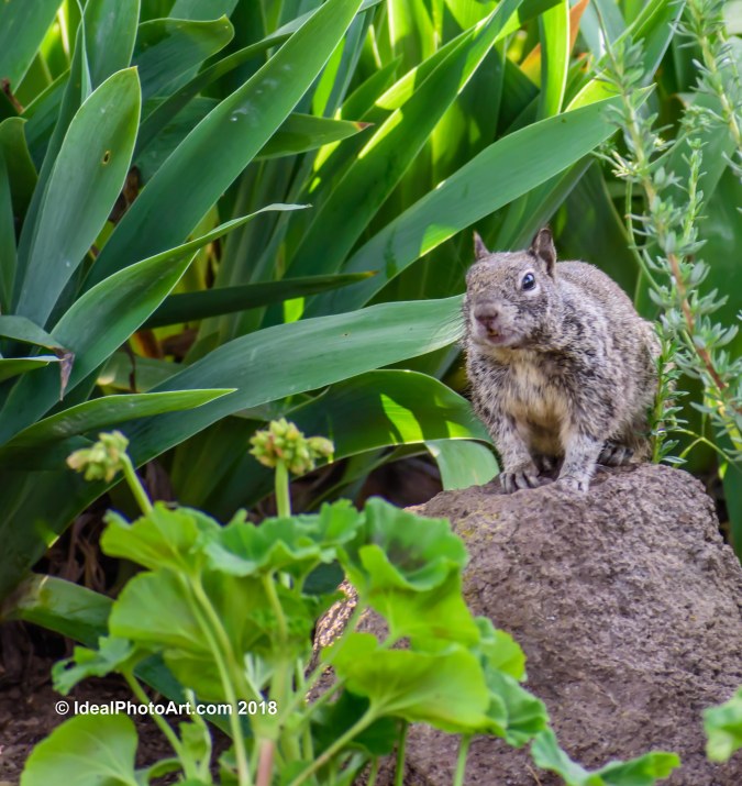 Squirrel seatting on a rock surrounded by plants.