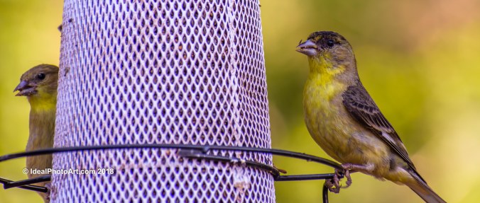 Two Birds Feeding at a Bird Feeder.