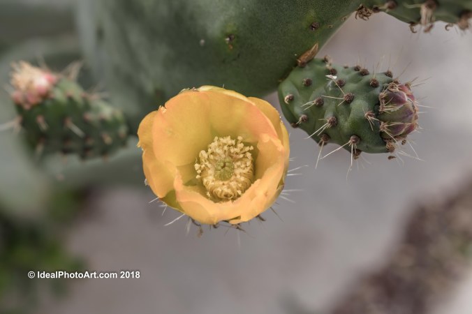 Close up of open Cactus Flower.