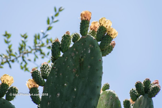Close up of Cactus Flowers in bloom.