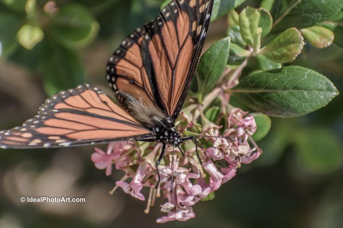 Monarch Butterfly sitting on a flower.