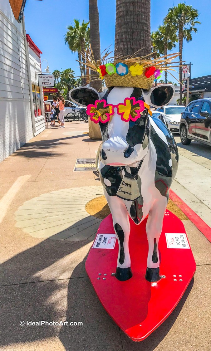 1906 Surfing Cow-4266