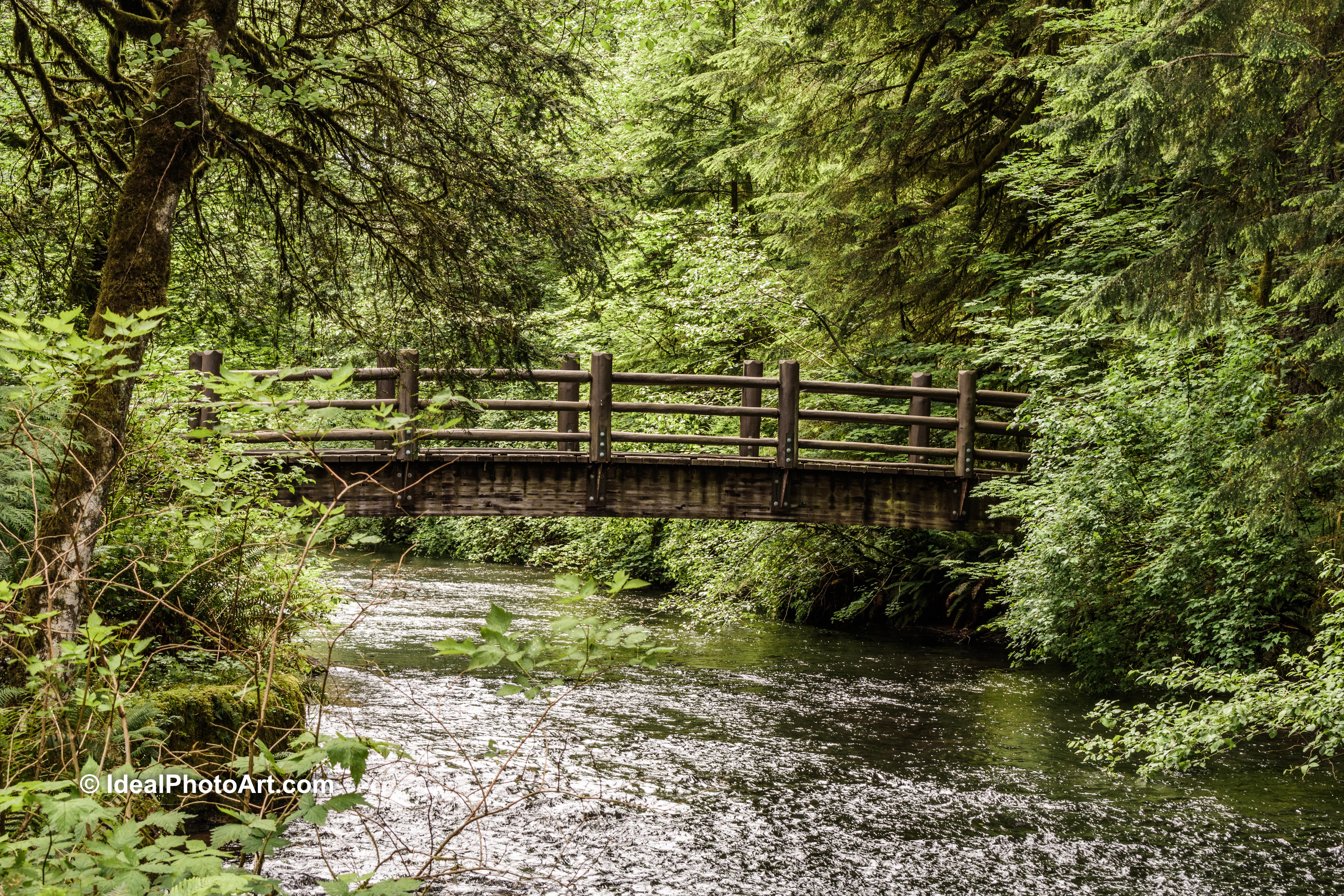 2006Silver Falls SP Oregon-4174
