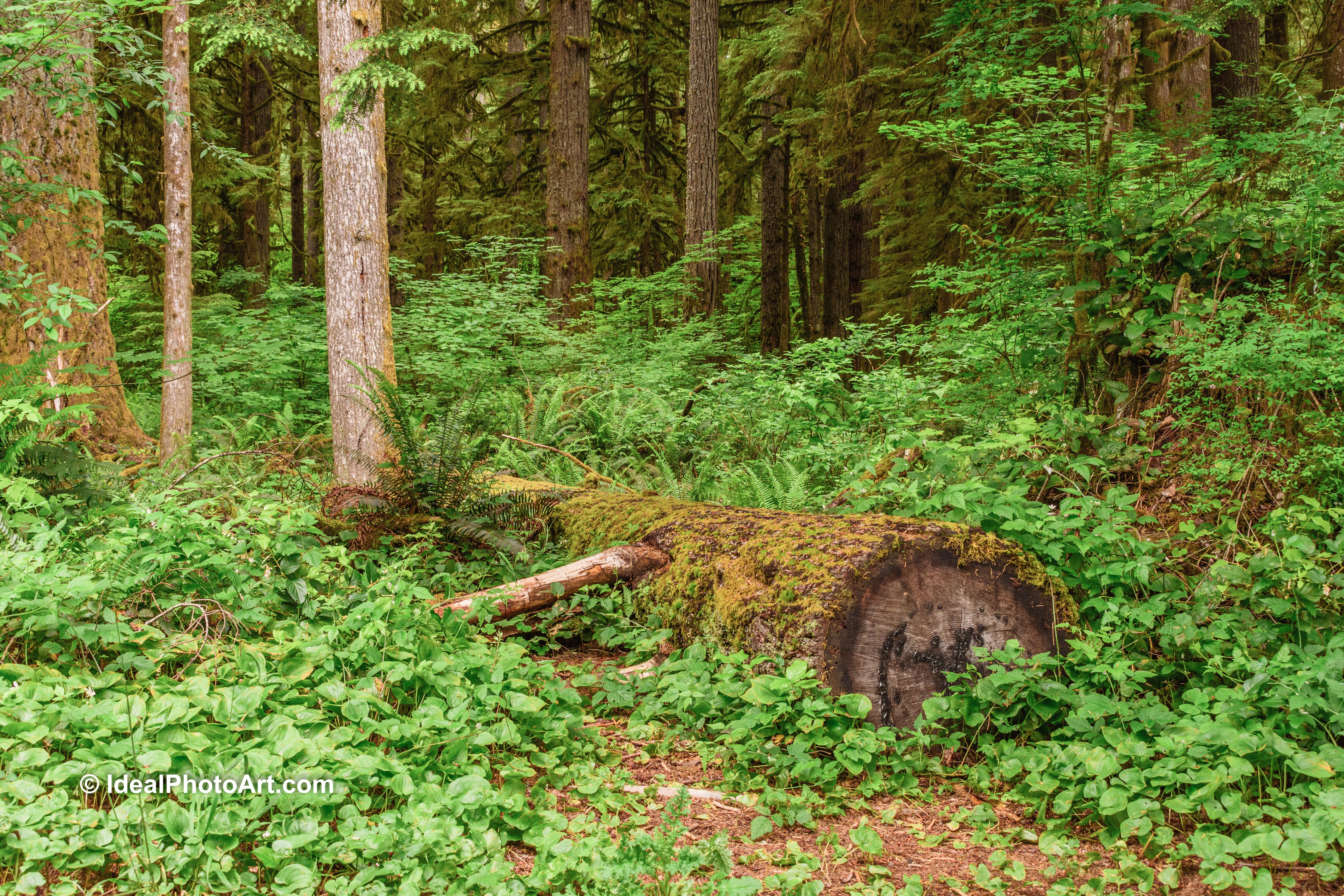 2006Silver Falls SP Oregon-4310