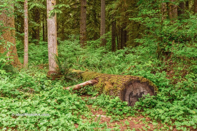 2006Silver Falls SP Oregon-4310