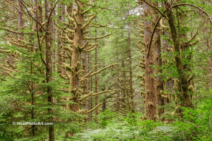2006Silver Falls SP Oregon-4322