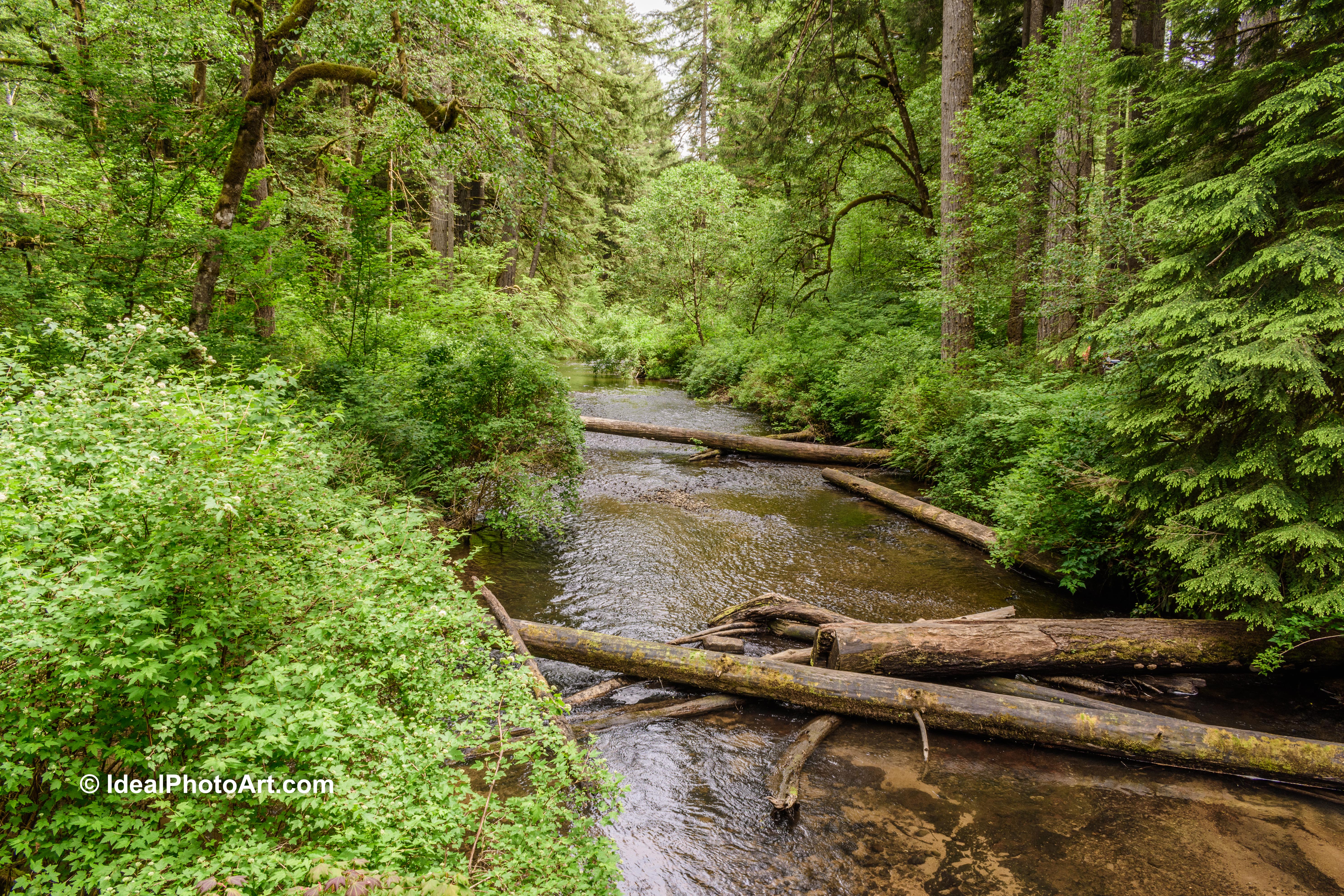 2006Silver Falls SP Oregon-4341